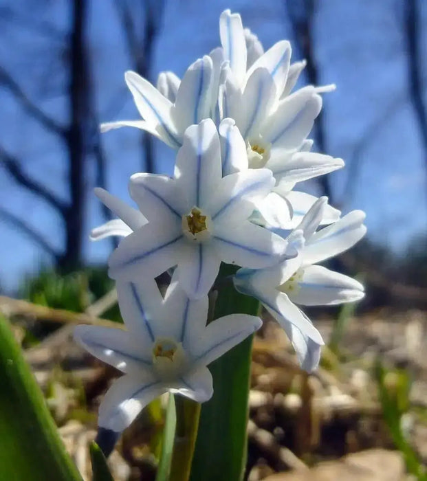 Striped Squill BULBS, Puschkinia Libanotica - Caribbean garden seed