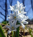 Striped Squill BULBS, Puschkinia Libanotica - Caribbean garden seed