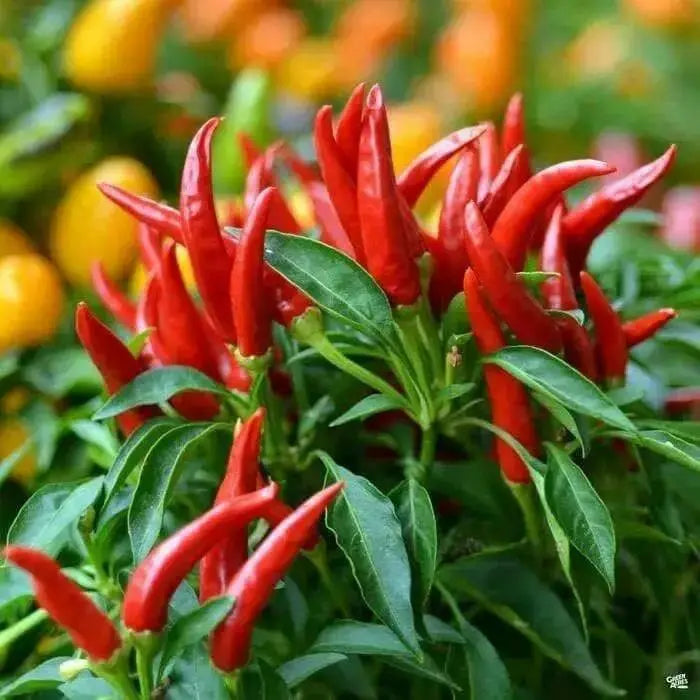 Super Chili ,LIVE Pepper PLANT, 3' POT - Caribbean garden seed