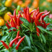 Super Chili ,LIVE Pepper PLANT, 3' POT - Caribbean garden seed