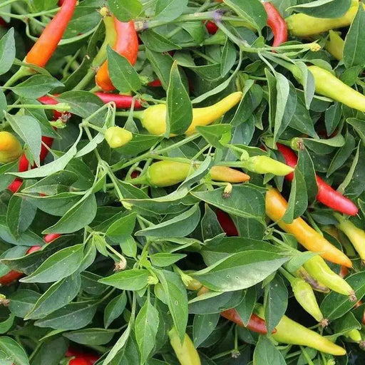 Super Chili ,LIVE Pepper PLANT, 3' POT - Caribbean garden seed
