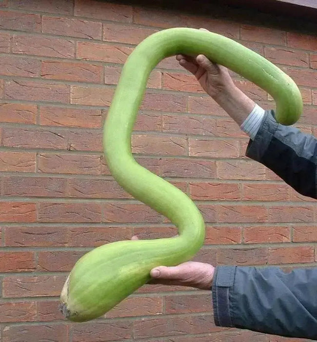 Summer Squash, Climbing Zucchini, Organic VEGETABLE - Caribbean garden seed