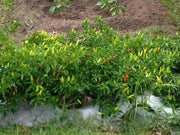 Super Chili ,LIVE Pepper PLANT, 3' POT - Caribbean garden seed