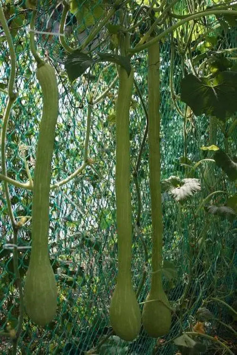 Summer Squash, Climbing Zucchini, Organic VEGETABLE - Caribbean garden seed