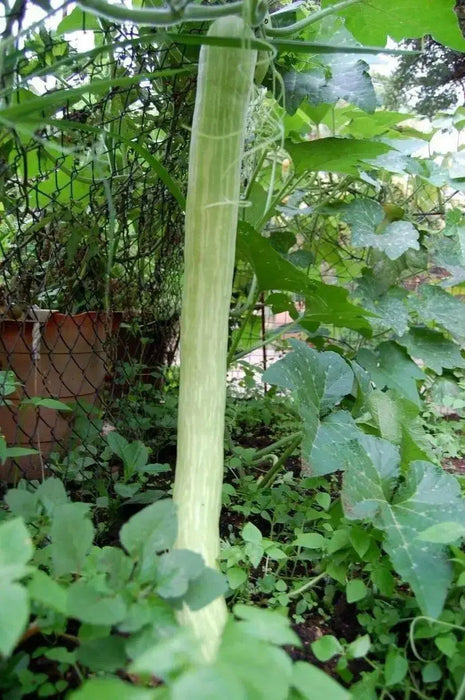 Summer Squash, Climbing Zucchini, Organic VEGETABLE - Caribbean garden seed