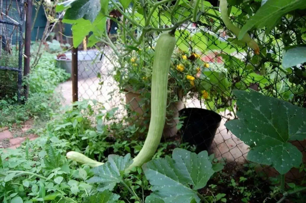 Summer Squash, Climbing Zucchini, Organic VEGETABLE - Caribbean garden seed