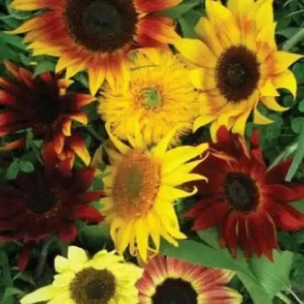 SUNFLOWER flowers Seed (All Sorts Mix ) Different sunflower  varieties - Caribbean garden seed