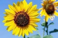 Sunflower Seeds - Lemon Queen (Helianthus annuus,) Heirloom, Flower Seeds - Caribbean garden seed