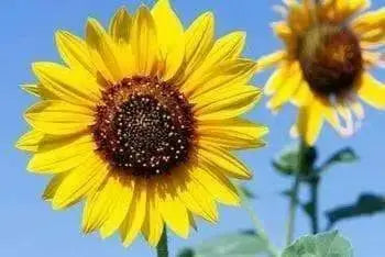 Sunflower Seeds - Lemon Queen (Helianthus annuus,) Heirloom, Flower Seeds - Caribbean garden seed