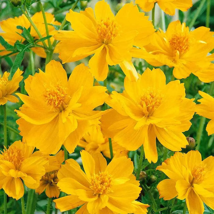 Sulphur Cosmos ‘Crest Gold, Annual Flowers Seed - Caribbean garden seed
