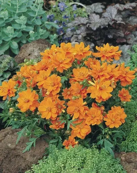 Sulphur Cosmos ‘Crest Gold, Annual Flowers Seed - Caribbean garden seed