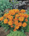 Sulphur Cosmos ‘Crest Gold, Annual Flowers Seed - Caribbean garden seed