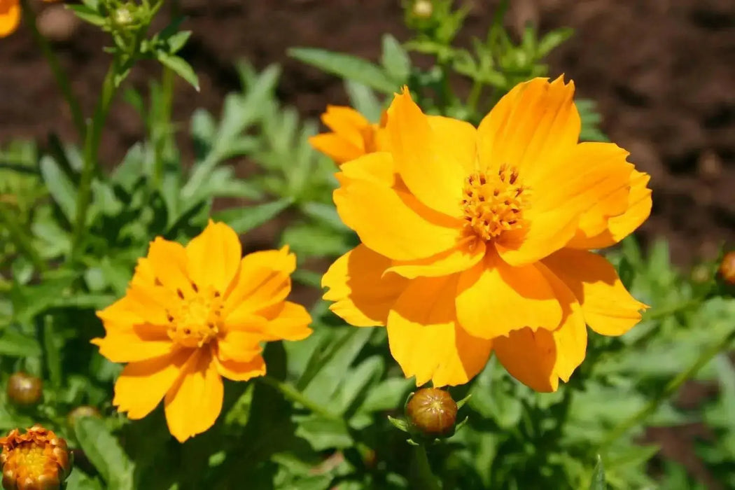 Sulphur Cosmos ‘Crest Gold, Annual Flowers Seed - Caribbean garden seed