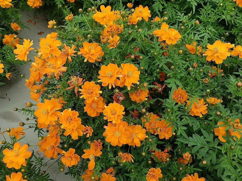 Sulphur Cosmos ‘Crest Gold, Annual Flowers Seed - Caribbean garden seed