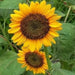 Sunflower Seeds - Lemon Queen (Helianthus annuus,) Heirloom, Flower Seeds - Caribbean garden seed
