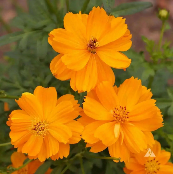 Sulphur Cosmos ‘Crest Gold, Annual Flowers Seed - Caribbean garden seed