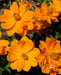 Sulphur Cosmos ‘Crest Gold, Annual Flowers Seed - Caribbean garden seed