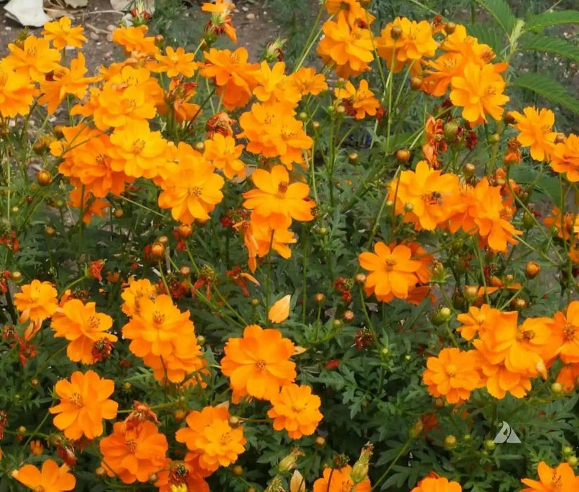 Sulphur Cosmos ‘Crest Gold, Annual Flowers Seed - Caribbean garden seed