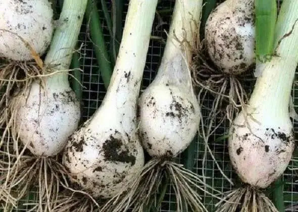 Super Star WHITE Onion Plants, SHORT AND LONG DAY, - Caribbean garden seed
