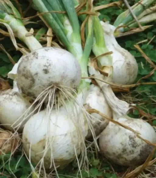 Super Star WHITE Onion Plants, SHORT AND LONG DAY, - Caribbean garden seed