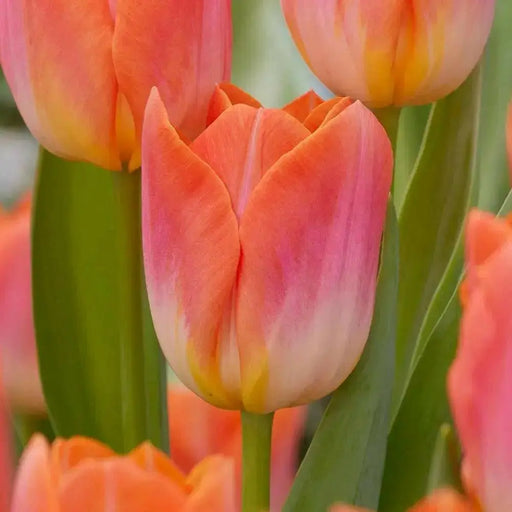 Sunrise Dynasty TULIP BULBS - Caribbean garden seed