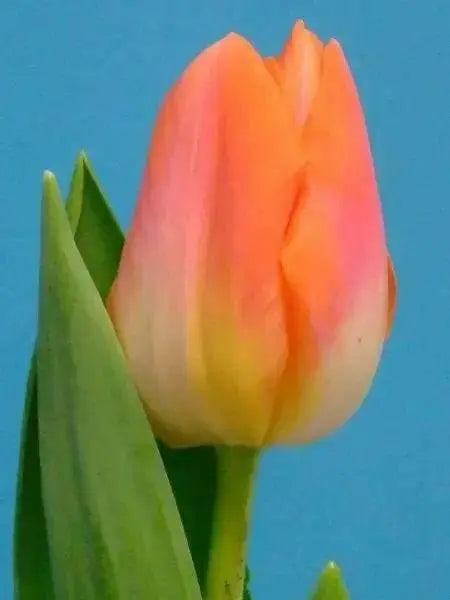 Sunrise Dynasty TULIP BULBS - Caribbean garden seed
