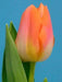 Sunrise Dynasty TULIP BULBS - Caribbean garden seed