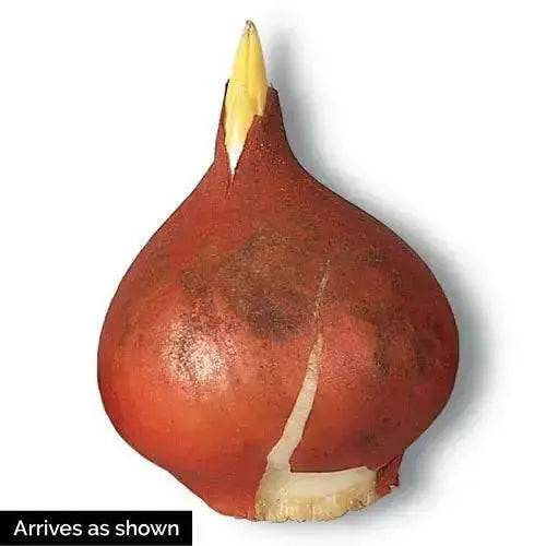 Sunrise Dynasty TULIP BULBS - Caribbean garden seed