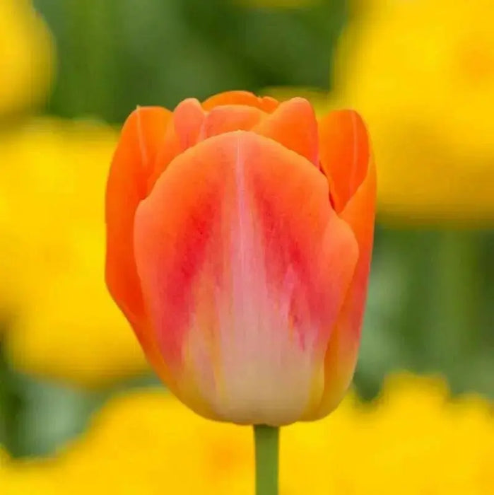 Sunrise Dynasty TULIP BULBS - Caribbean garden seed