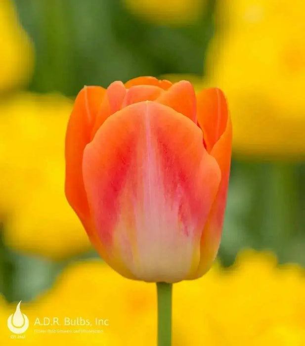 Sunrise Dynasty TULIP BULBS - Caribbean garden seed