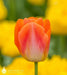 Sunrise Dynasty TULIP BULBS - Caribbean garden seed