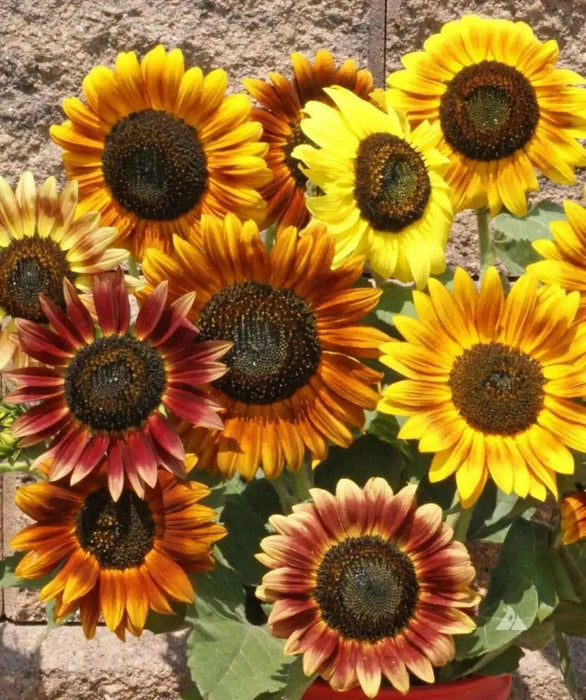 Sunflower Seeds, Autumn Beauty Mix (Helianthus Annuus) - Caribbean garden seed