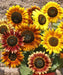 Sunflower Seeds, Autumn Beauty Mix (Helianthus Annuus) - Caribbean garden seed