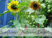 Sunflower Seeds, Autumn Beauty Mix (Helianthus Annuus) - Caribbean garden seed
