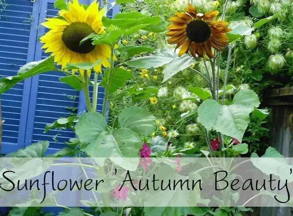 Sunflower Seeds, Autumn Beauty Mix (Helianthus Annuus) - Caribbean garden seed