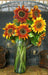 Sunflower Seeds, Autumn Beauty Mix (Helianthus Annuus) - Caribbean garden seed