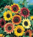 Sunflower Seeds, Autumn Beauty Mix (Helianthus Annuus) - Caribbean garden seed