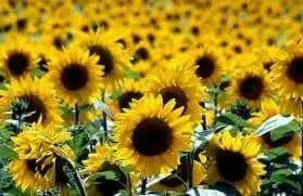 Sunspot Dwarf Sunflowers  (Helianthus annuus,) Heirloom, Flower Seeds - Caribbean garden seed