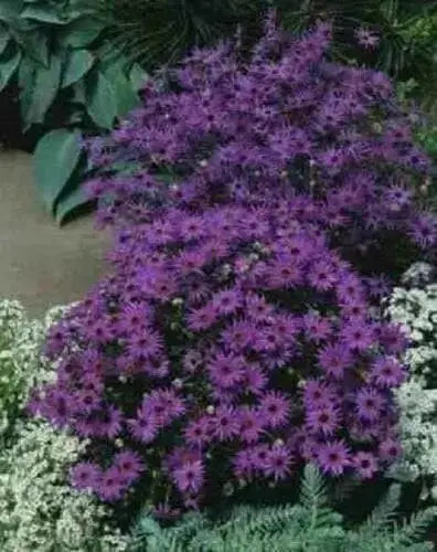 Swan River Daisy, FLOWERS SEED 'ANNUAL - Caribbean garden seed