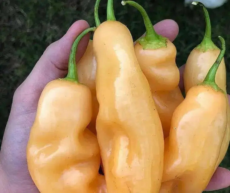 Sugar Rush Peach ,hot  pepper seed - Capsicum baccatum - Caribbean garden seed