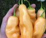 Sugar Rush Peach ,hot  pepper seed - Capsicum baccatum - Caribbean garden seed
