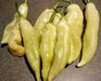Sugar Rush Peach ,hot  pepper seed - Capsicum baccatum - Caribbean garden seed