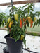 Sugar Rush Peach ,hot  pepper seed - Capsicum baccatum - Caribbean garden seed