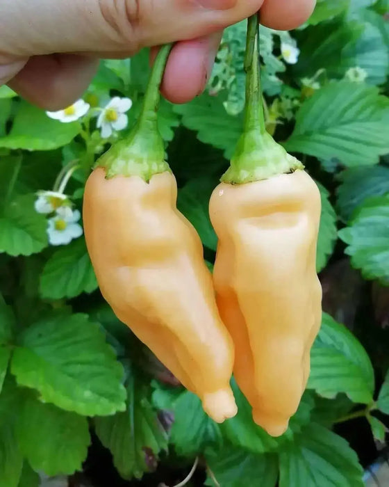 Sugar Rush Peach ,hot  pepper seed - Capsicum baccatum - Caribbean garden seed