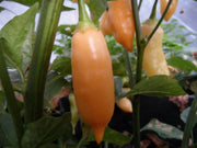 Sugar Rush Peach ,hot  pepper seed - Capsicum baccatum - Caribbean garden seed