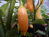 Sugar Rush Peach ,hot  pepper seed - Capsicum baccatum - Caribbean garden seed