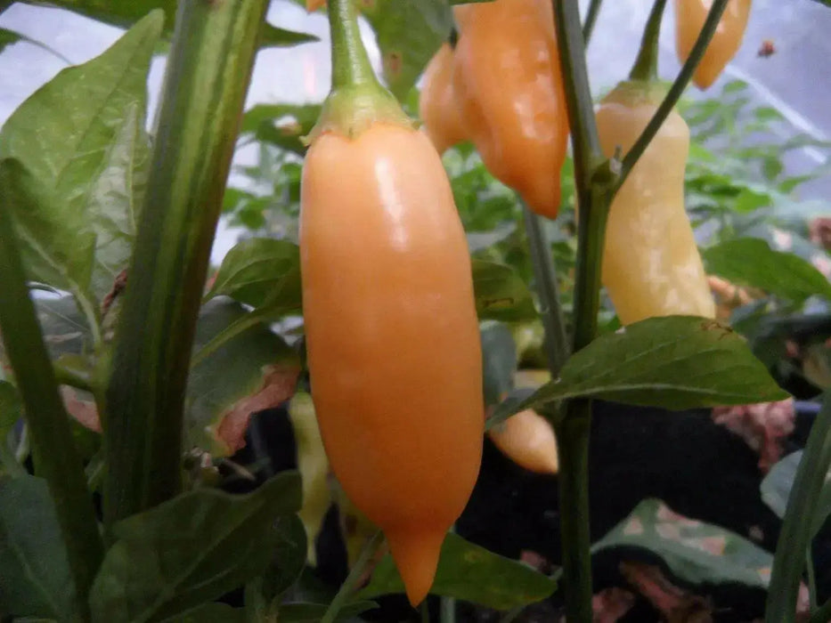 Sugar Rush Peach ,hot  pepper seed - Capsicum baccatum - Caribbean garden seed