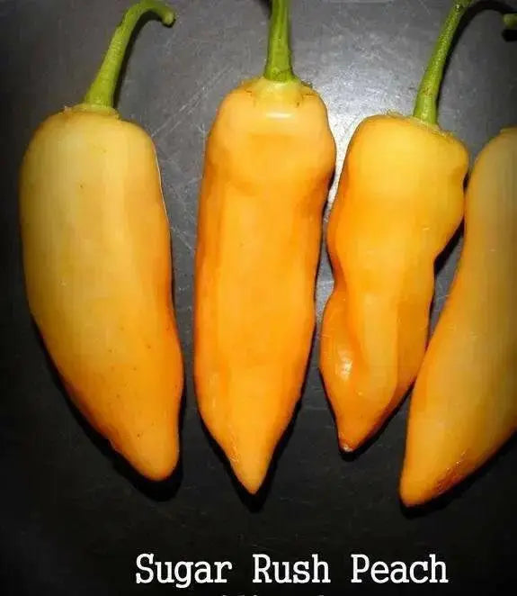Sugar Rush Peach ,hot  pepper seed - Capsicum baccatum - Caribbean garden seed