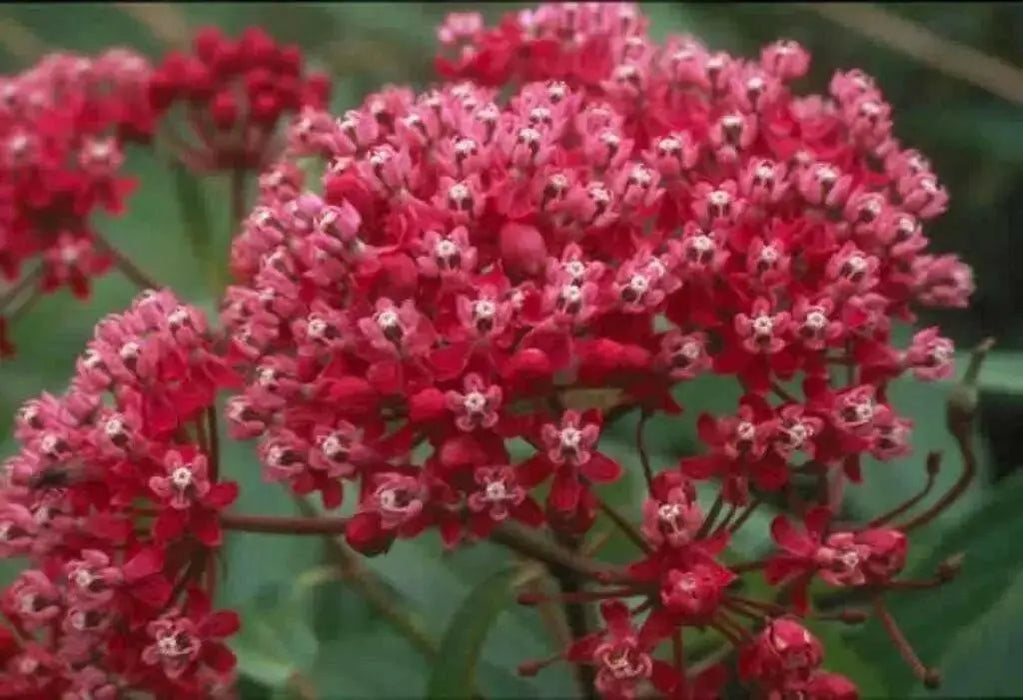 Swamp milkweed, Flowers Seed, Asclepias incarnata - Caribbean garden seed