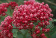 Swamp milkweed, Flowers Seed, Asclepias incarnata - Caribbean garden seed